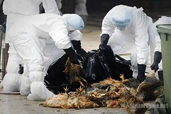 全球禽流感最新动态，全球态势与多方观点深度解析