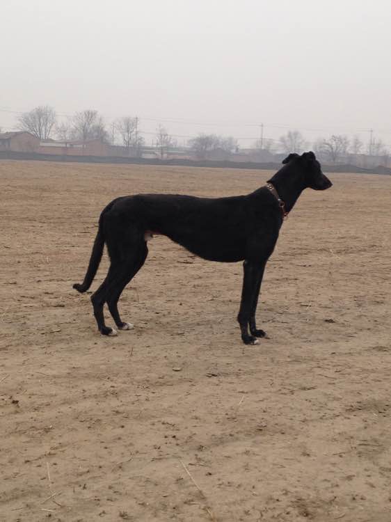 保定格力犬资讯交流贴吧，最新全面的格力犬资讯与互动平台